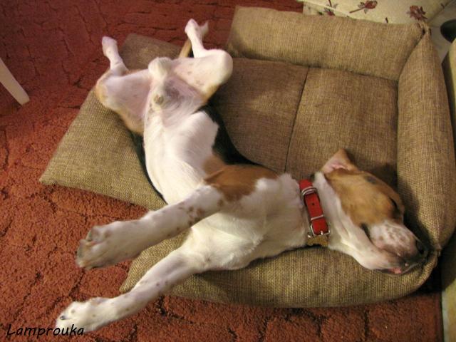 Diy μαξιλάρι-κρεβάτι σκύλου